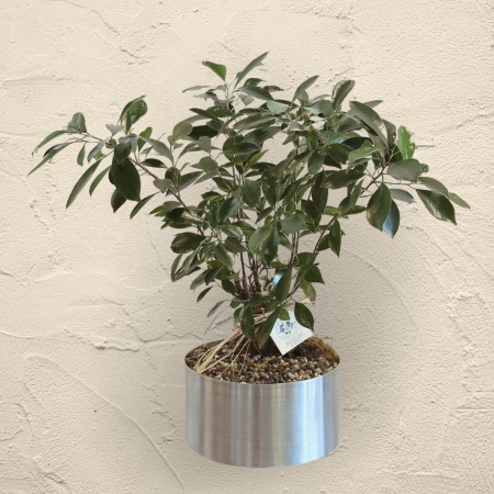 Bonsai